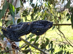 Perga affinis