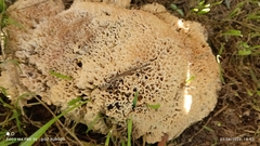 Sebacina schweinitzii