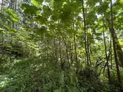 Cecropia peltata