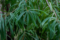 Persoonia longifolia