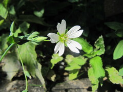 Cerastium davuricum