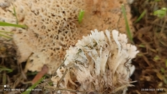 Sebacina schweinitzii