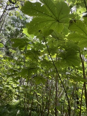 Cecropia peltata