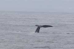 Eubalaena glacialis