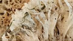 Sebacina schweinitzii