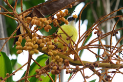 Pitangus sulphuratus