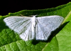 Idaea tacturata