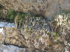 Selaginella sanguinolenta