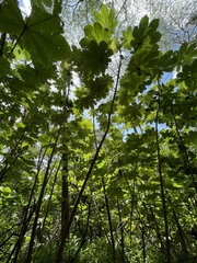 Cecropia peltata