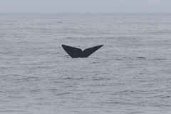 Eubalaena glacialis