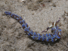 Pteraeolidia semperi