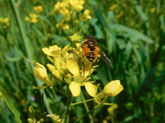 Eristalis bogotensis