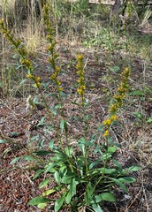Solidago spathulata
