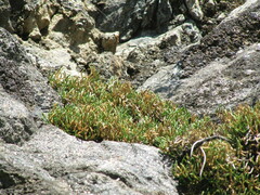 Selaginella sanguinolenta