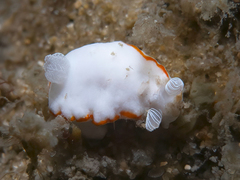 Goniobranchus albonares