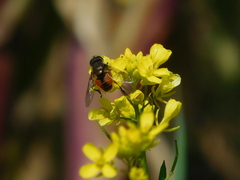 Eristalis bogotensis