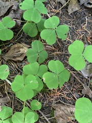 Oxalis oregana