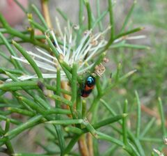 Dicranolaius cinctus