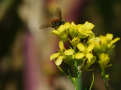 Eristalis bogotensis