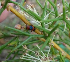 Dicranolaius cinctus