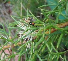 Dicranolaius cinctus