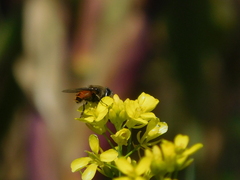Eristalis bogotensis