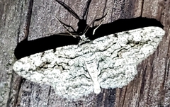 Anavitrinella pampinaria