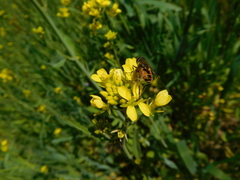 Eristalis bogotensis