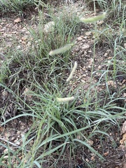 Bouteloua gracilis