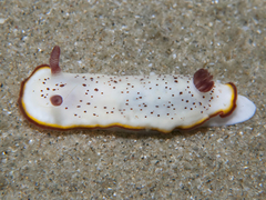 Goniobranchus daphne