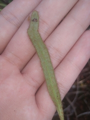 Pyrrosia linearifolia