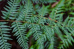 Pteridium esculentum