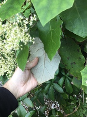 Brachyglottis repanda