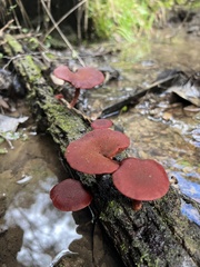 Tubaria rufofulva
