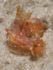 Plocamopherus imperialis