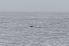 Eubalaena glacialis