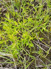 Leptorhynchos squamatus