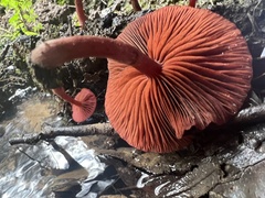 Tubaria rufofulva