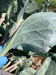 Brevicoryne brassicae