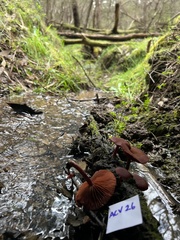 Tubaria rufofulva