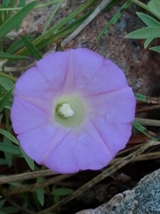 Ipomoea plummerae