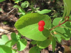 Lonicera utahensis