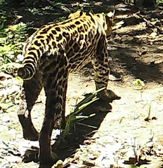 Leopardus pardalis