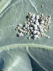 Brevicoryne brassicae