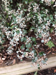 Spyridium parvifolium