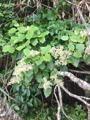 Brachyglottis repanda