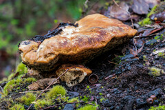 Piptoporus australiensis
