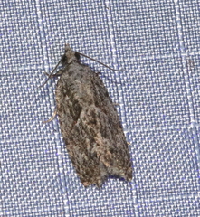 Epinotia