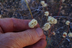 Eriogonum nudum