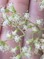 Brachyglottis repanda